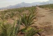 SAR 150,000 | Large Farm for Rent | 65,000 Sq. Meter | Madinah (Ajwa & Date Trees).