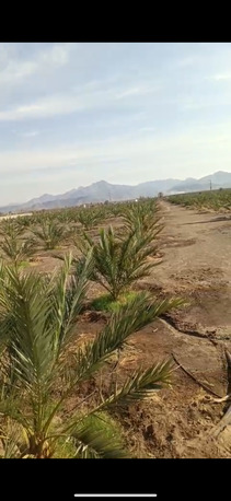SAR 150,000 | Large Farm for Rent | 65,000 Sq. Meter | Madinah (Ajwa & Date Trees).