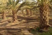 SAR 150,000 | Large Farm for Rent | 65,000 Sq. Meter | Madinah (Ajwa & Date Trees).