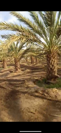 SAR 150,000 | Large Farm for Rent | 65,000 Sq. Meter | Madinah (Ajwa & Date Trees).